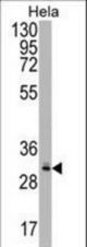 CRYZL1 Antibody western blot of HeLa cell line lysates (35 ug/lane). The CRYZL1 antibody detected the CRYZL1 protein (arrow).