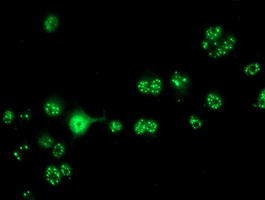 Anti-CRYZL1 mouse monoclonal antibody immunofluorescent staining of COS7 cells transiently transfected by pCMV6-ENTRY CRYZL1.