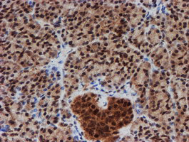 IHC of paraffin-embedded Human pancreas tissue using anti-CRYZL1 mouse monoclonal antibody. (Heat-induced epitope retrieval by 10mM citric buffer, pH6.0, 100C for 10min).