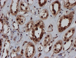 IHC of paraffin-embedded Human Kidney tissue using anti-CRYZL1 mouse monoclonal antibody. (Heat-induced epitope retrieval by 10mM citric buffer, pH6.0, 100C for 10min).