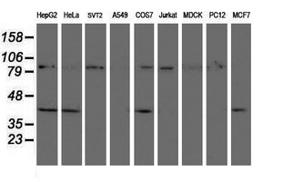 Western blot of extracts (35ug) from 9 different cell lines by using anti-CRYZL1 monoclonal antibody (HepG2: human; HeLa: human; SVT2: mouse; A549: human; COS7: monkey; Jurkat: human; MDCK: canine; PC12: rat; MCF7: human).
