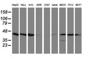 Western blot of extracts (35 ug) from 9 different cell lines by using anti-CRYZL1 monoclonal antibody.