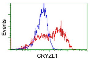 HEK293T cells transfected with either overexpress plasmid (Red) or empty vector control plasmid (Blue) were immunostained by anti-CRYZL1 antibody, and then analyzed by flow cytometry.