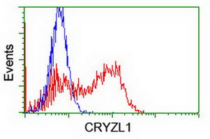 HEK293T cells transfected with either overexpress plasmid (Red) or empty vector control plasmid (Blue) were immunostained by anti-CRYZL1 antibody, and then analyzed by flow cytometry.