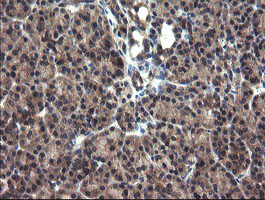 IHC of paraffin-embedded Human pancreas tissue using anti-CRYZL1 mouse monoclonal antibody.
