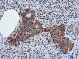 IHC of paraffin-embedded Human pancreas tissue using anti-CRYZL1 mouse monoclonal antibody.