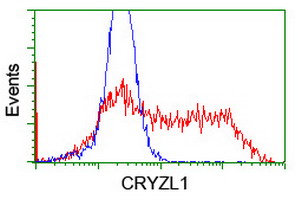HEK293T cells transfected with either overexpress plasmid (Red) or empty vector control plasmid (Blue) were immunostained by anti-CRYZL1 antibody, and then analyzed by flow cytometry.
