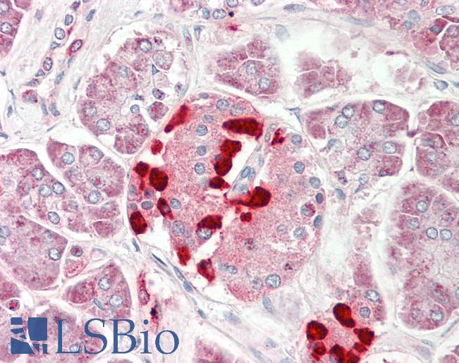 Anti-CS1 / CLSTN1 antibody IHC staining of human pancreas. Immunohistochemistry of formalin-fixed, paraffin-embedded tissue after heat-induced antigen retrieval. Antibody LS-B9743 concentration 10 ug/ml.