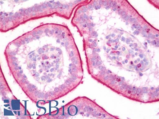 Anti-CS1 / CLSTN1 antibody IHC staining of human small intestine. Immunohistochemistry of formalin-fixed, paraffin-embedded tissue after heat-induced antigen retrieval.