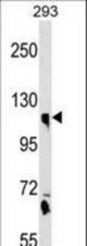 CLSTN1 Antibody western blot of 293 cell line lysates (35 ug/lane). The CLSTN1 antibody detected the CLSTN1 protein (arrow).
