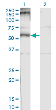 Western Blot analysis of CHRND expression in transfected 293T cell line by CHRND monoclonal antibody (M01), clone 2B2.Lane 1: CHRND transfected lysate (Predicted MW: 58.9 KDa).Lane 2: Non-transfected lysate.