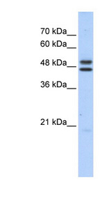 ERCC8 antibody LS-C102802 Western blot of HepG2 cell lysate.