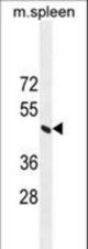 ERCC8 Antibody western blot of mouse spleen tissue lysates (35 ug/lane). The ERCC8 antibody detected the ERCC8 protein (arrow).