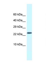 CSDC2 antibody LS-C145803 Western blot of Mouse Heart lysate. Antibody concentration 1 ug/ml.
