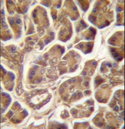 PIPPIN Antibody immunohistochemistry of formalin-fixed and paraffin-embedded human pancreas tissue followed by peroxidase-conjugated secondary antibody and DAB staining.