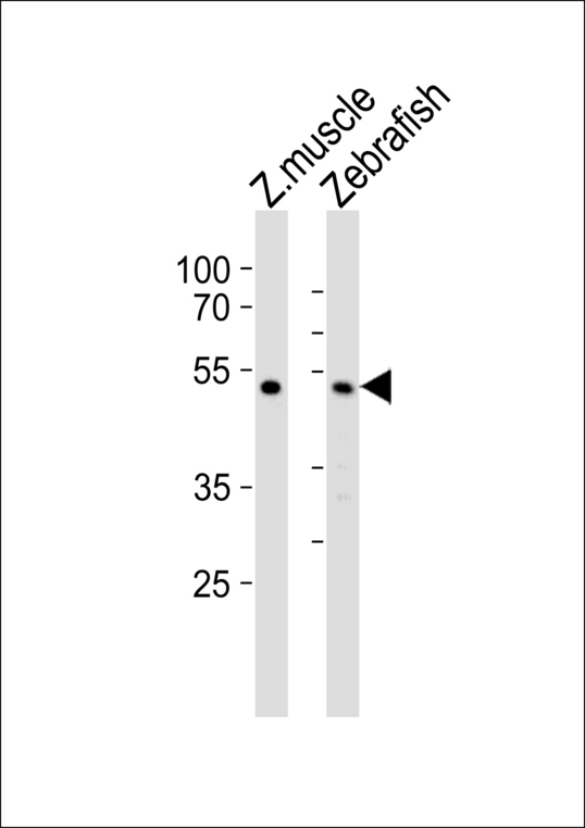 Western blot of lysates from zebra fish muscle, Zebrafish tissue lysate (from left to right) with (DANRE) chst1 Antibody. Antibody was diluted at 1:1000 at each lane. A goat anti-rabbit IgG H&L (HRP) at 1:5000 dilution was used as the secondary antibody. Lysates at 35 ug per lane.