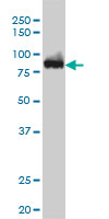 CSE1L monoclonal antibody, clone 3F8 Western blot of CSE1L expression in K-562.