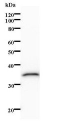 Western blot of immunized recombinant protein using CSE1L antibody.