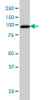 CSE1L monoclonal antibody (M08), clone 3D8 Western blot of CSE1L expression in HeLa NE.