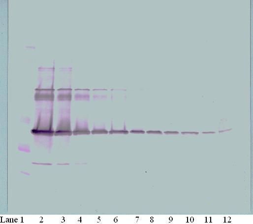 Western Blot (non-reducing) of CSF1 / M-CSF antibody LS-C104811