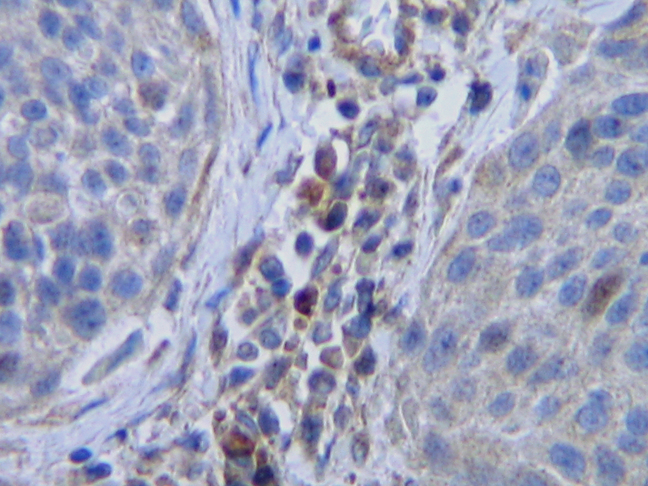 IHC of CSF1 / M-CSF antibody LS-C104656