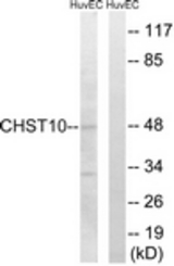 Western blot of extracts from HUVEC cells, using CHST10 Antibody. The lane on the right is treated with the synthesized peptide.
