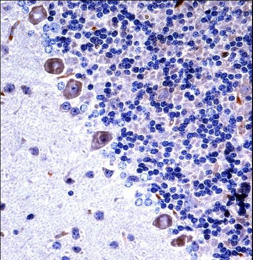 Mouse Csf1r Antibody immunohistochemistry of formalin-fixed and paraffin-embedded mouse cerebellum tissue followed by peroxidase-conjugated secondary antibody and DAB staining.