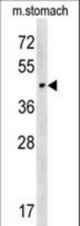 CHST14 Antibody western blot of mouse stomach tissue lysates (15 ug/lane). The CHST14 antibody detected CHST14 protein (arrow).