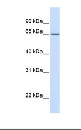 Hela cell lysate. Antibody concentration: 1.0 ug/ml. Gel concentration: 12%.
