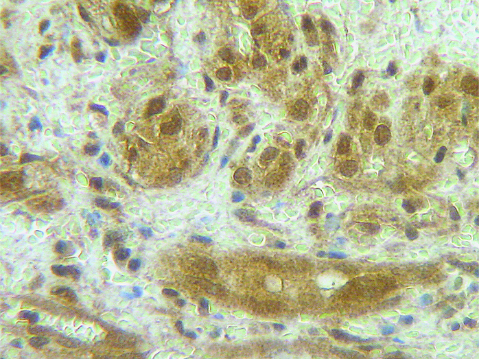 IHC of CSF3 / G-CSF antibody LS-C104669