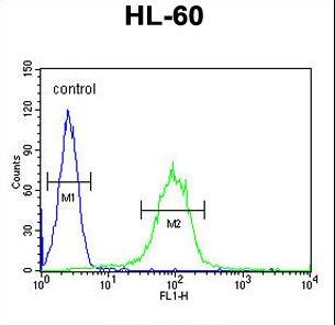 CHST2 Antibody flow cytometry of HL-60 cells (right histogram) compared to a negative control cell (left histogram). FITC-conjugated goat-anti-rabbit secondary antibodies were used for the analysis.