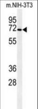 Western blot of CSGALNACT1 Antibody in mouse NIH-3T3 cell line lysates (35 ug/lane). CSGALNACT1 (arrow) was detected using the purified antibody.