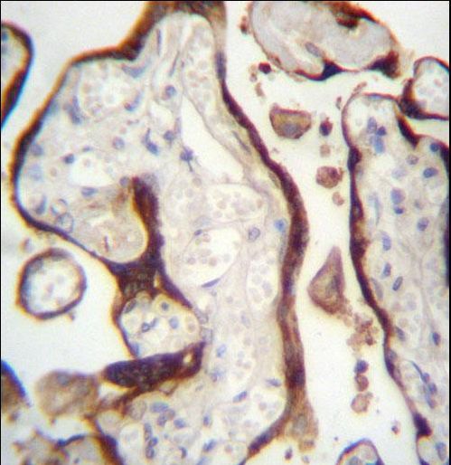 CSHL1 Antibody immunohistochemistry of formalin-fixed and paraffin-embedded human placenta tissue followed by peroxidase-conjugated secondary antibody and DAB staining.