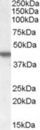 Antibody (1 ug/ml) staining of HEK293 cell lysate (35 ug protein in RIPA buffer). Primary incubation was 1 hour. Detected by chemiluminescence.