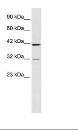 HepG2 Cell Lysate