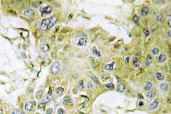 IHC of Casein Kinase I1 (H3) pAb in paraffin-embedded human brain tissue.