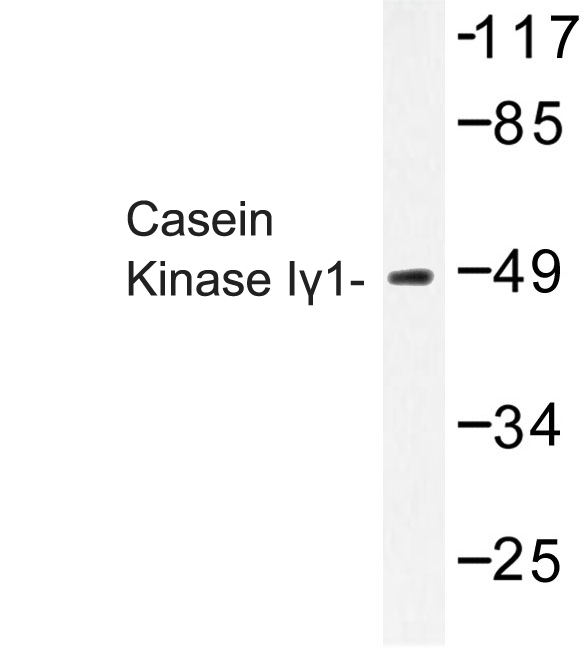 Western blot of Casein Kinase I1 (H3) pAb in extracts from COS-7 cells.