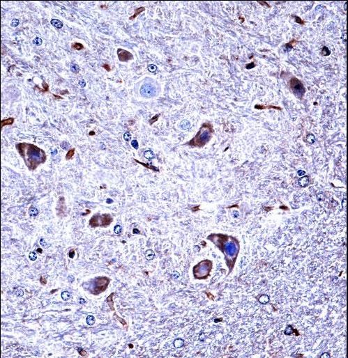 Mouse Csnk1g1 Antibody immunohistochemistry of formalin-fixed and paraffin-embedded mouse brain tissue followed by peroxidase-conjugated secondary antibody and DAB staining.This data demonstrates the use of Mouse Csnk1g1 Antibody for immunohistochemistry.