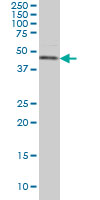 CSNK1G1 monoclonal antibody (M02), clone 2E10 Western blot of CSNK1G1 expression in HeLa NE.