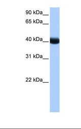 Fetal liver cell lysate. Antibody concentration: 1.0 ug/ml. Gel concentration: 12%.