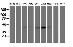Western blot of extracts (35ug) from 9 different cell lines by using anti-CHST6 monoclonal antibody (HepG2: human; HeLa: human; SVT2: mouse; A549: human; COS7: monkey; Jurkat: human; MDCK: canine; PC12: rat; MCF7: human).