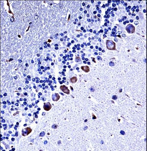 Mouse Csnk1g3 Antibody immunohistochemistry of formalin-fixed and paraffin-embedded mouse cerebellum tissue followed by peroxidase-conjugated secondary antibody and DAB staining.This data demonstrates the use of Mouse Csnk1g3 Antibody for immunohistochemistry.