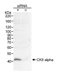 Detection of human CKII alpha in a RIPA extract of Hela cells treated with either CKII alpha siRNA (a) or vimentin SiRNA (v) by Western blotting with Rabbit anti-Human CKII alpha (LS-C43055).