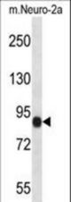 CHSY1 Antibody western blot of mouse Neuro-2a cell line lysates (35 ug/lane). The CHSY1 antibody detected the CHSY1 protein (arrow).