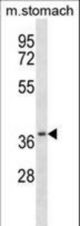 Mouse Csnk2a2 Antibody western blot of mouse stomach tissue lysates (35 ug/lane). The Csnk2a2 antibody detected the Csnk2a2 protein (arrow).