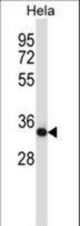 Mouse Csnk2a2 Antibody western blot of HeLa cell line lysates (35 ug/lane). The Csnk2a2 antibody detected the Csnk2a2 protein (arrow).