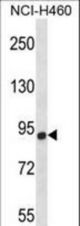 CHSY1 Antibody western blot of NCI-H460 cell line lysates (35 ug/lane). The CHSY1 antibody detected the CHSY1 protein (arrow).