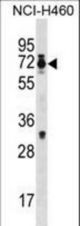 Mouse Csrnp2 Antibody western blot of NCI-H460 cell line lysates (35 ug/lane). The Mouse Csrnp2 antibody detected the Mouse Csrnp2 protein (arrow).