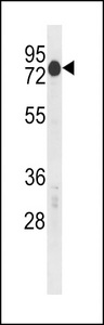 Mouse Csrnp2 Antibody western blot of mouse Neuro-2a cell line lysates (35 ug/lane). The Mouse Csrnp2 antibody detected the Mouse Csrnp2 protein (arrow).