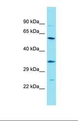 Western blot of RPMI-8226. DBF4B antibody dilution 1.0 ug/ml.